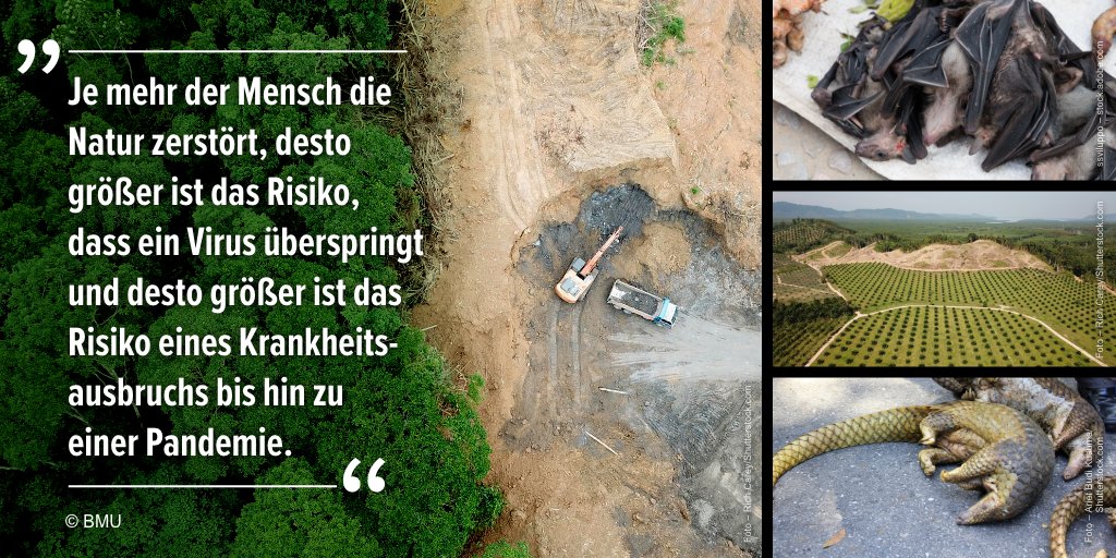 Bildcollage Naturzerstörung Corona