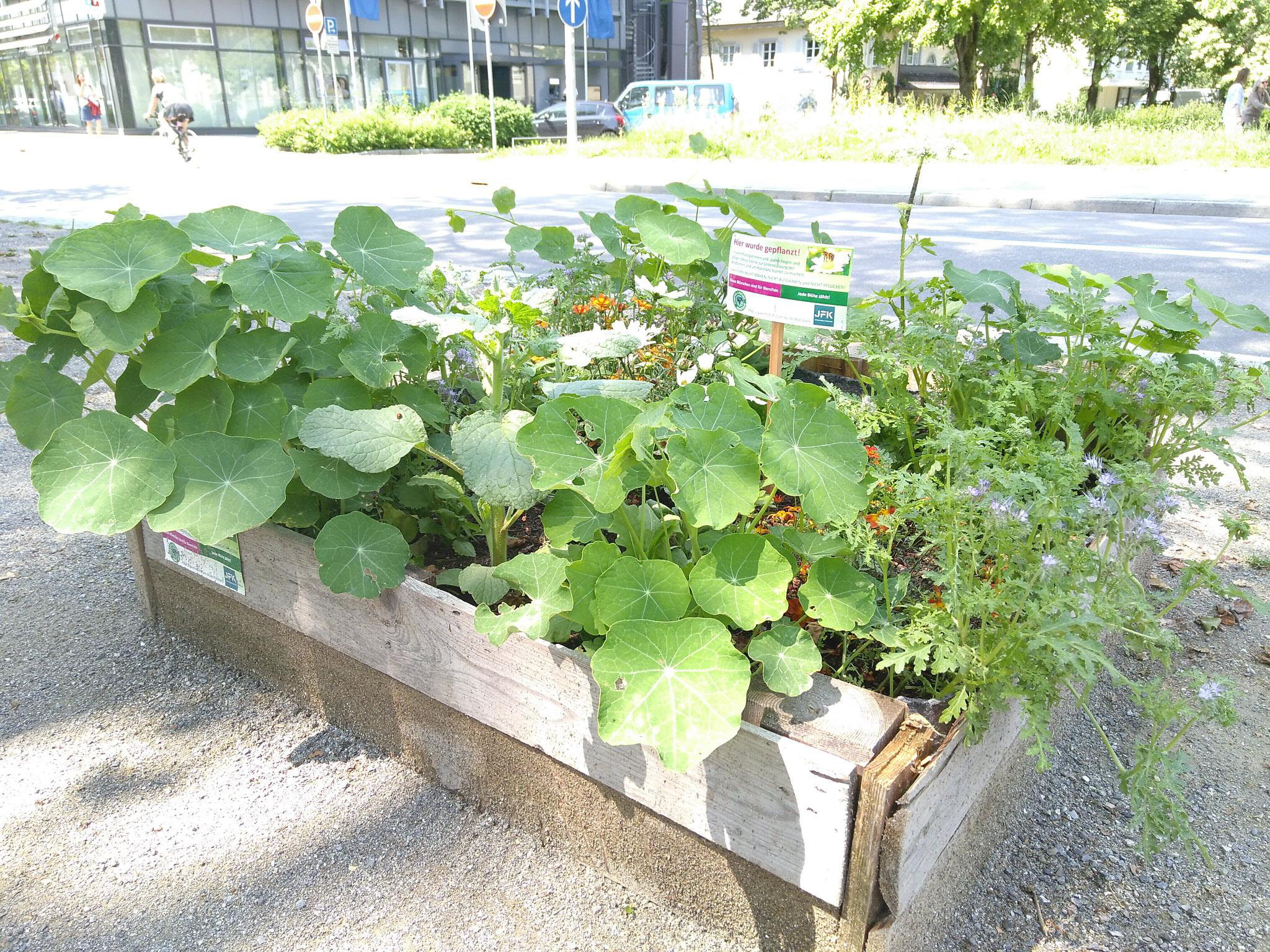 Hochbeet am Kiosk auf der Laube