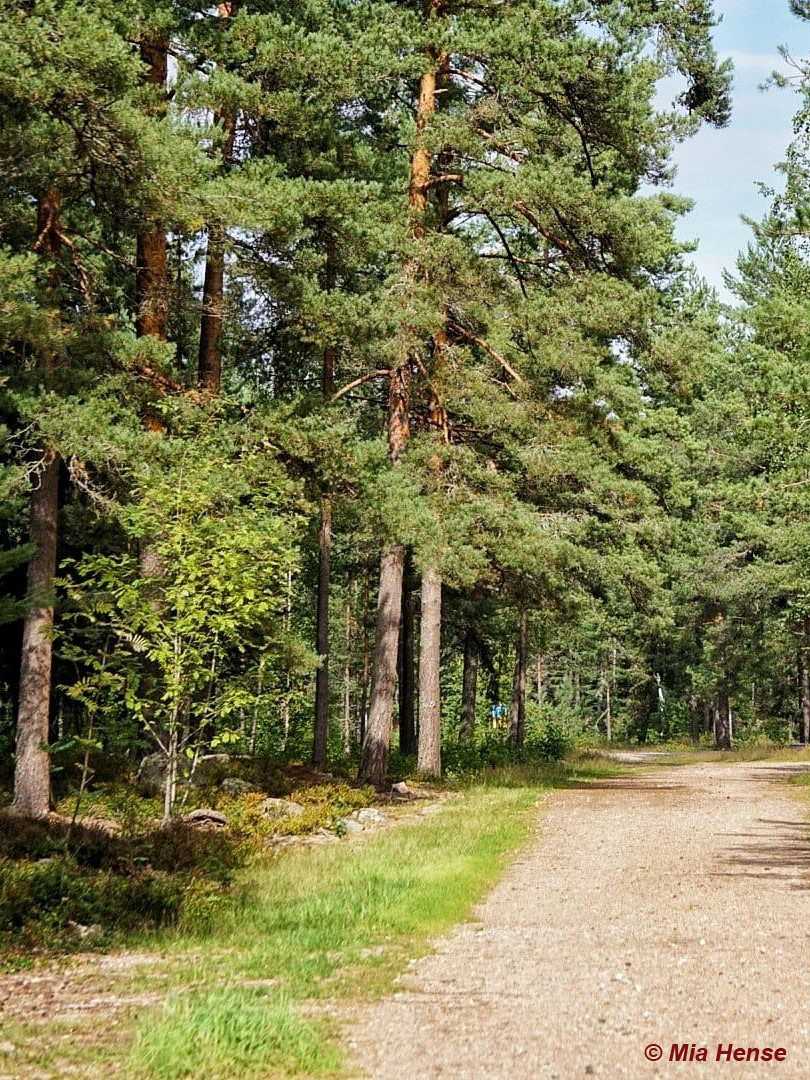 Waldweg