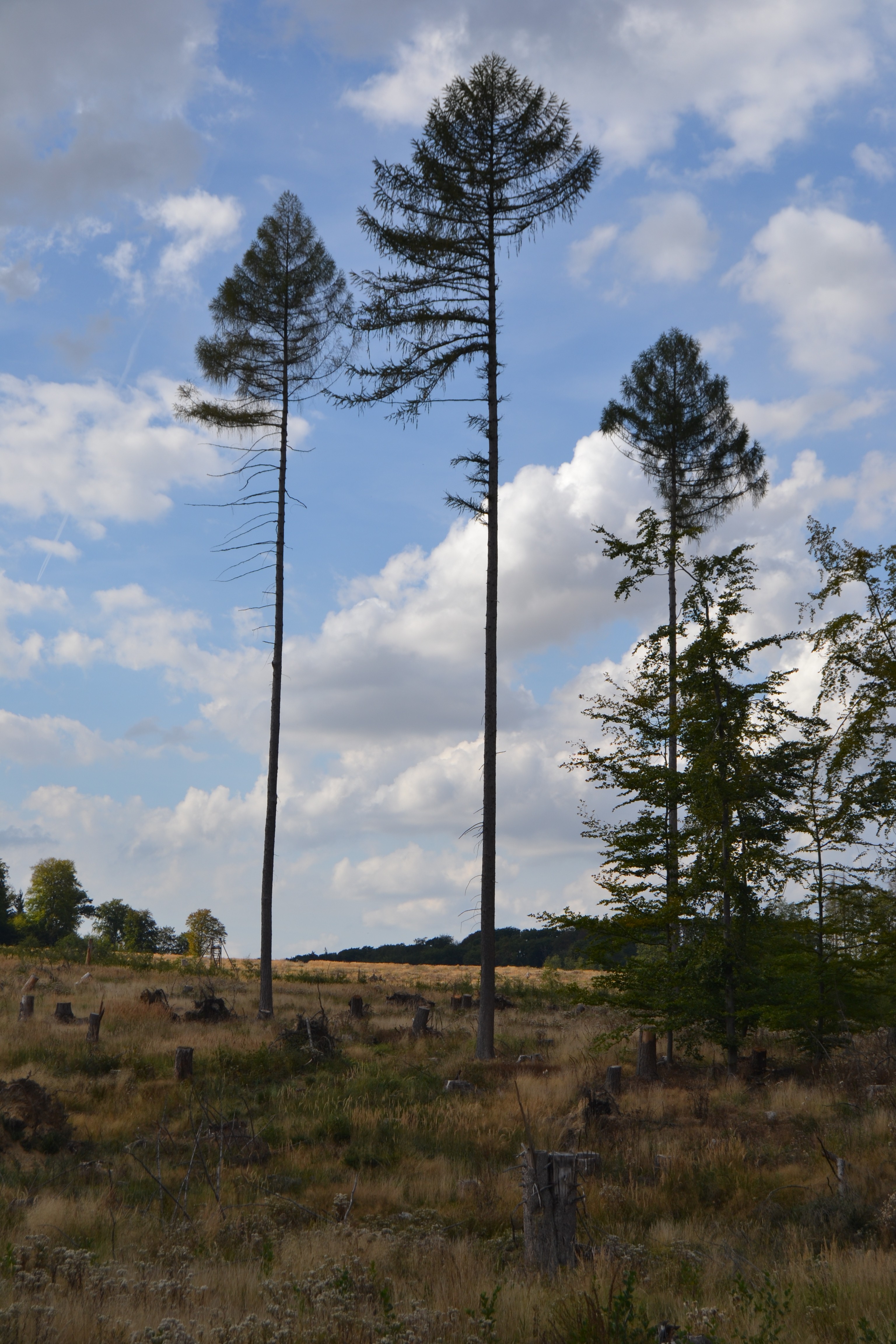 Urlaub im Sauerland/ August 22 - Ehemals dichter Wald