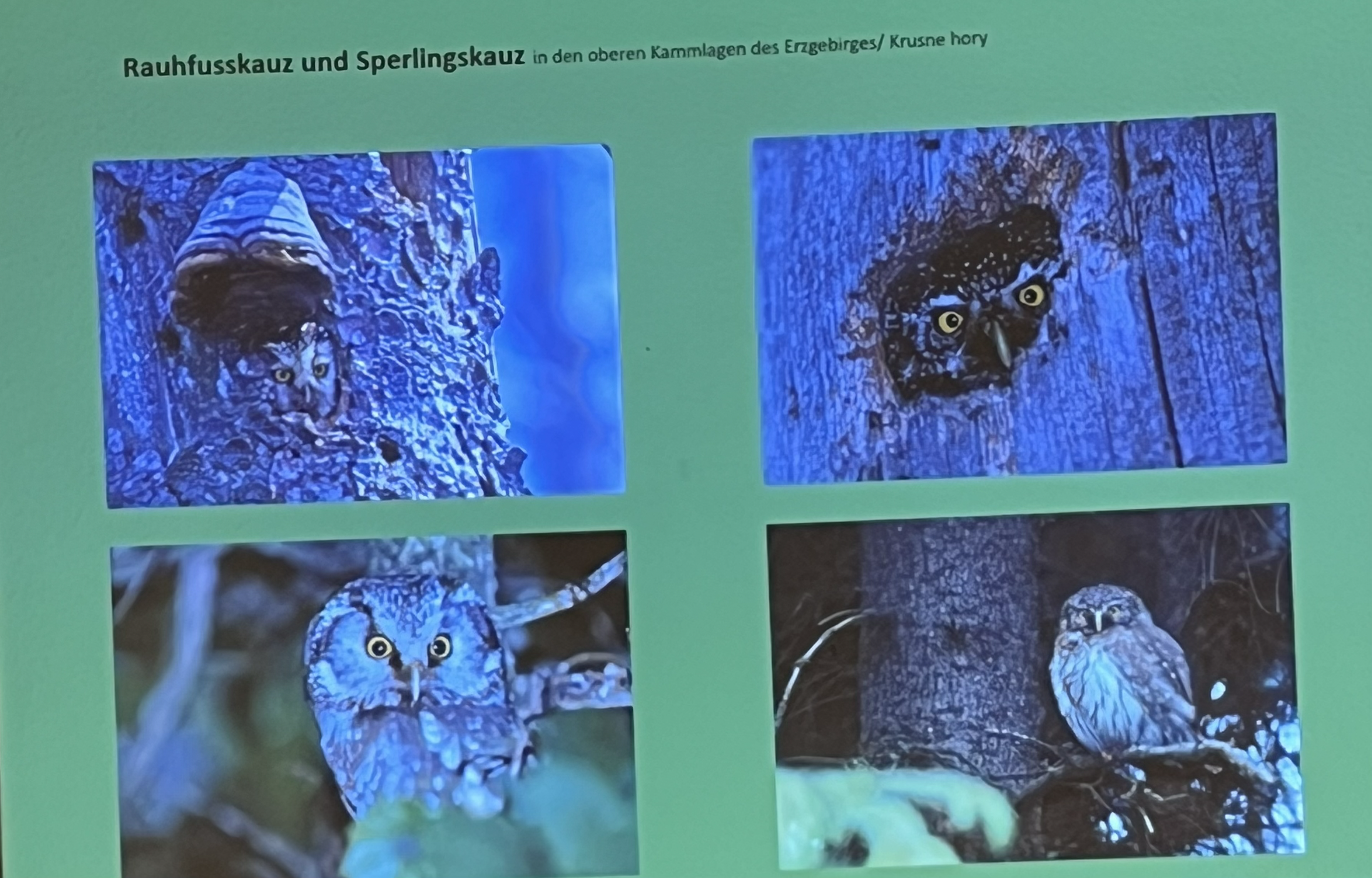 Eulen im Erzgebirge