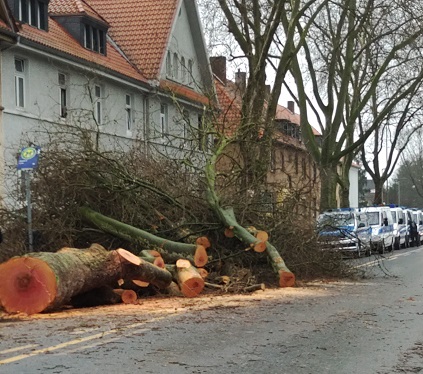 Fällung Wedauer Straße