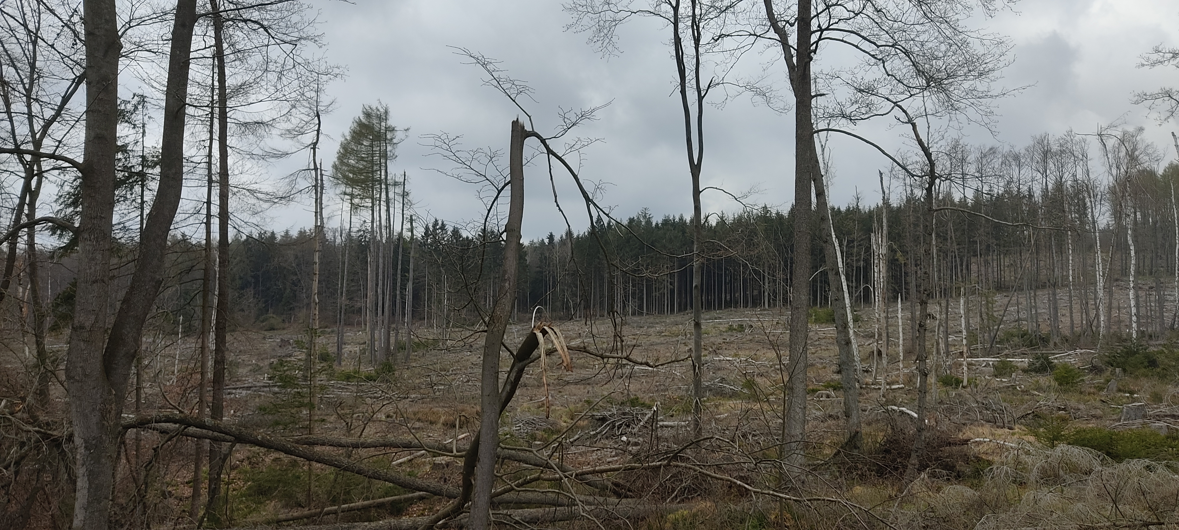 Harz "Wüste"