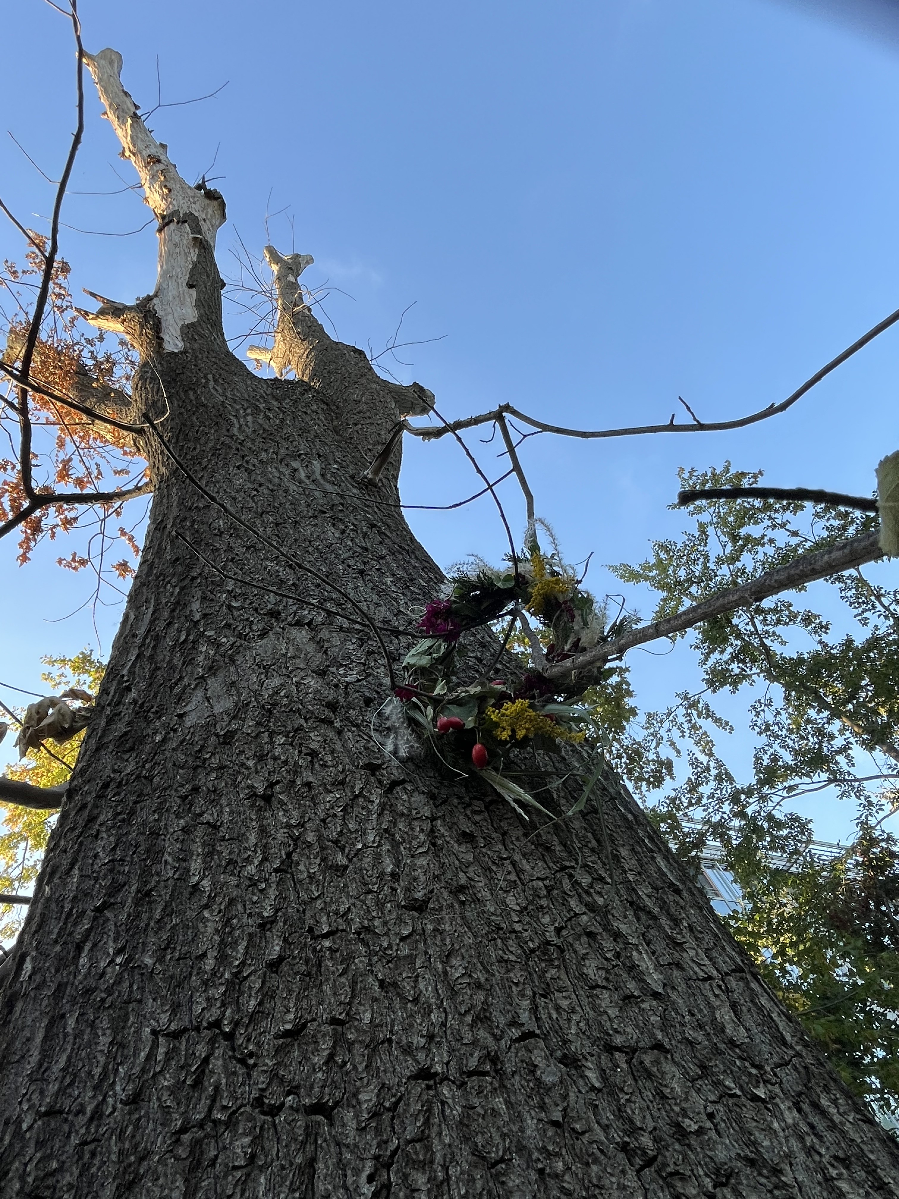 Trauerkranz an totem Baum