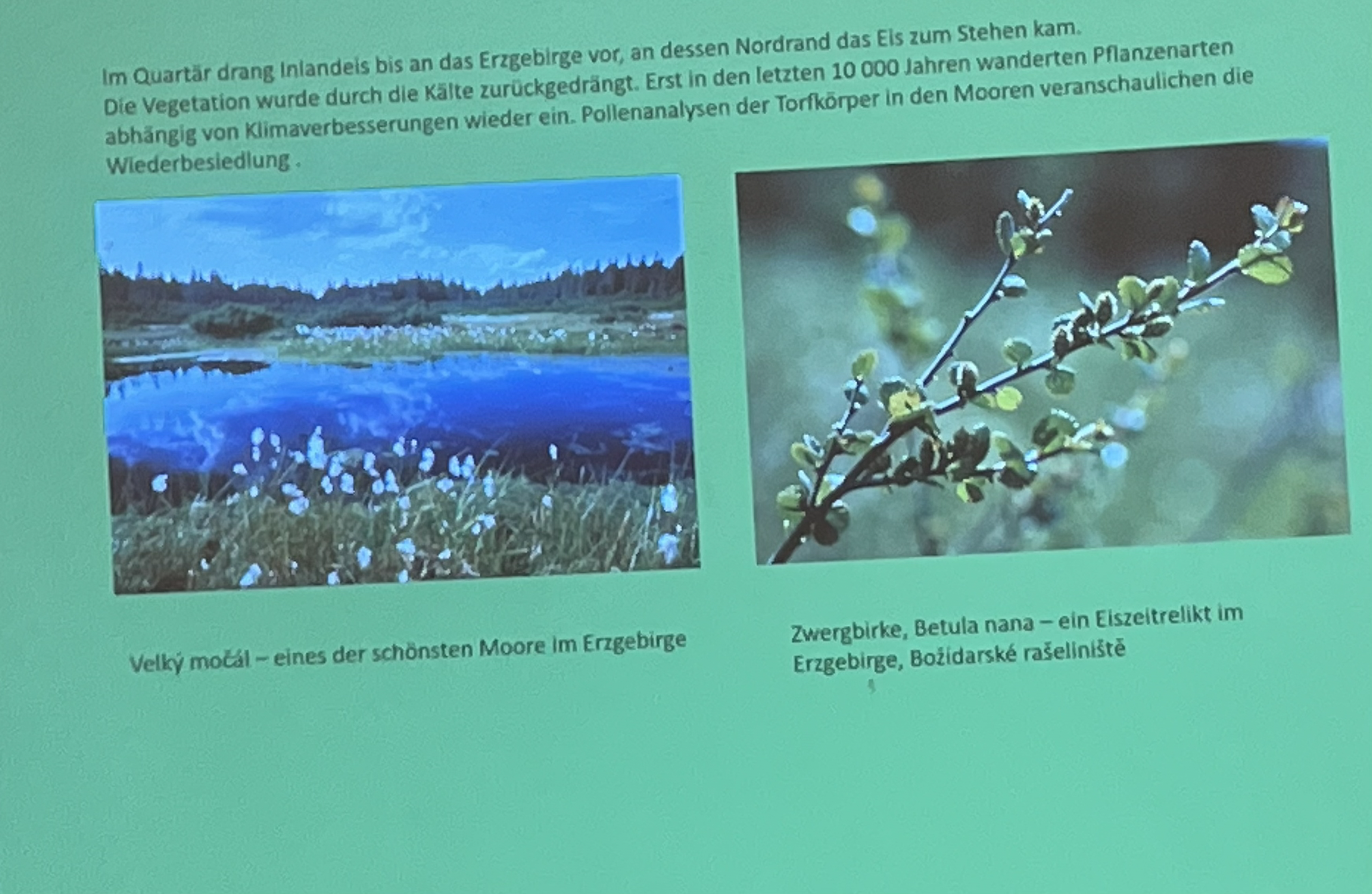 Zwergbirke bei Bozi Dar im tschechischen Teil des Erzgebirges