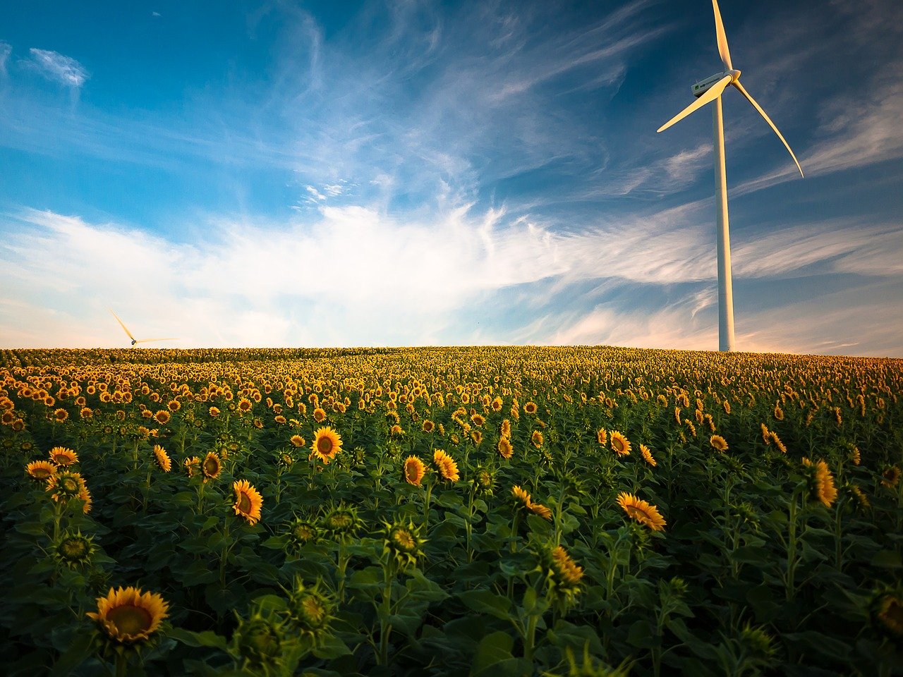 Windkraft über Sonnenblumen