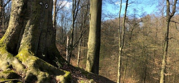 Wald