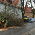 Fällung Wedauer Straße
