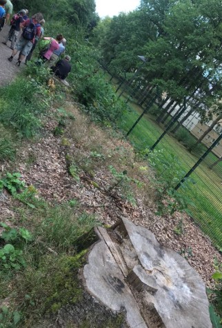 Trauriger Rest eines der knapp 100 gefällten stattlichen Laubbäume im Ebersdorfer Wald