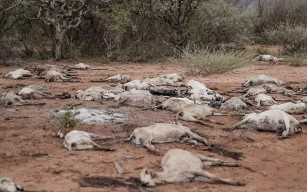 Tote Ziegenherde in Kenia