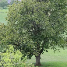 Whose future? - Our future! Whose trees? Our trees!