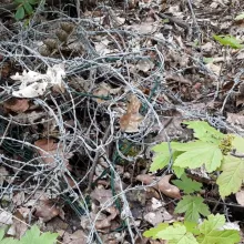 Stacheldraht im Wald 